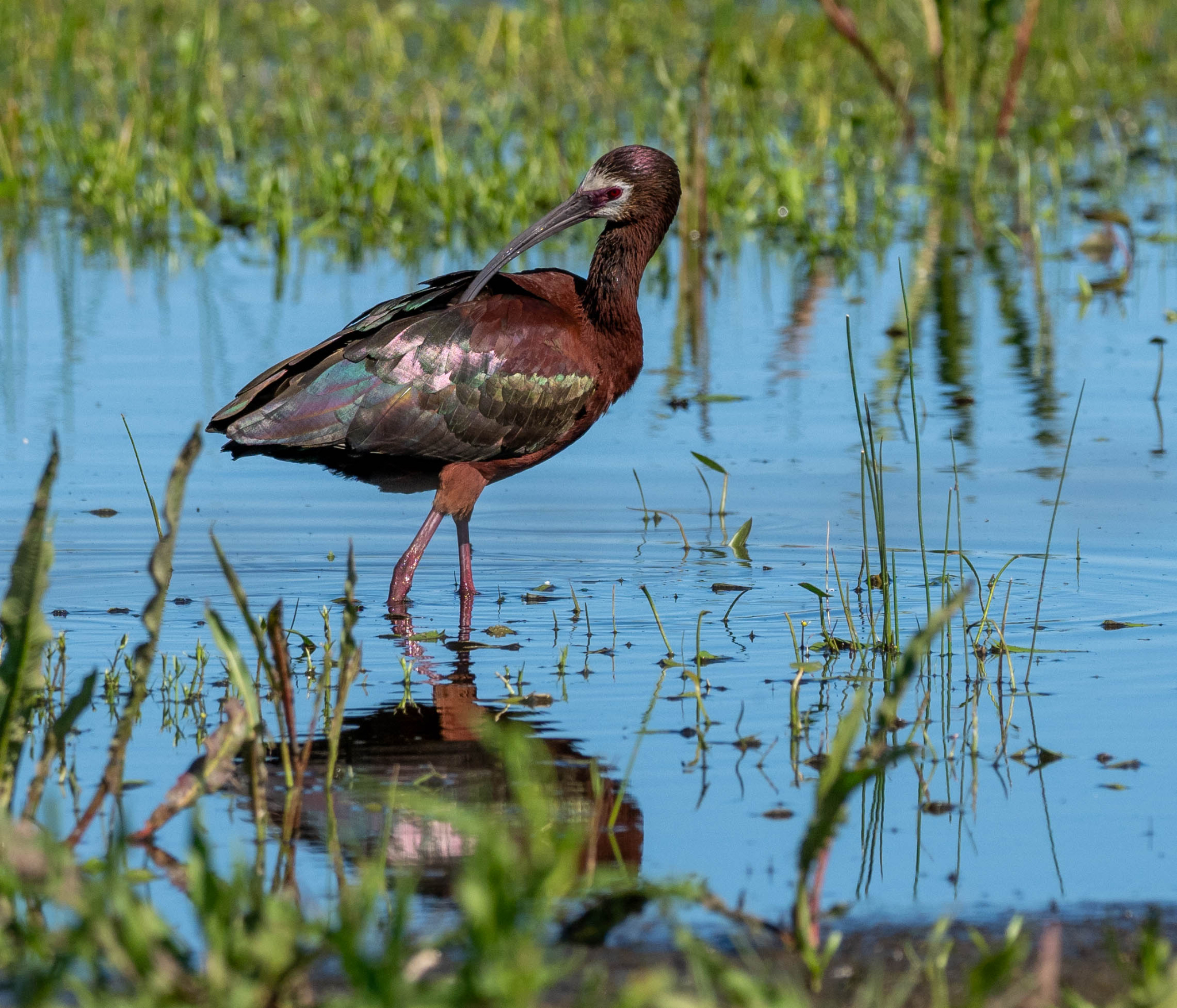 White faced Ibis